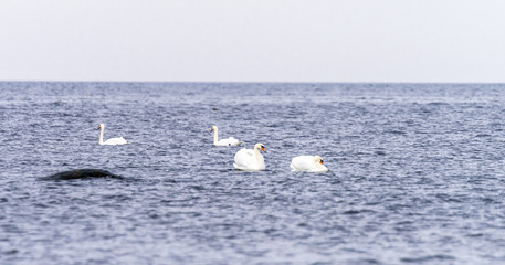 Majestic gracious mute swans (Latin: Cygnus olor) gliding on icy Finnish Gulf (Baltic sea) waters in the North Estonia. Beautiful set of wings creating feeling of the bird ballet.  