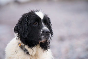 Close portrait of a sweet big white and black female Landseer in Baltic sea. Dog looks attentively to the photographer, she has white heart shaped patch on forehead. Finnish Gulf, Estonia, Europe