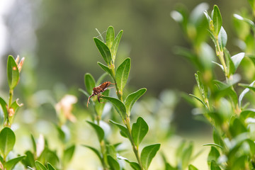 Blatthornkäfer auf Buchsbaum