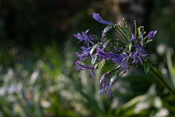 blue flowers on green background