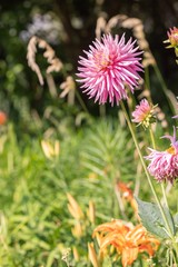flowers in the garden