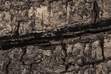 corteza de arbol con grietas. madera rustica y vieja