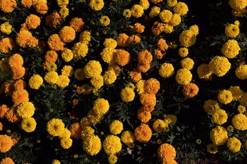 closeup of yellow flower