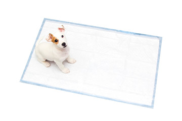 Jack Russell Terrier puppy sitting on diapers isolated on a white background