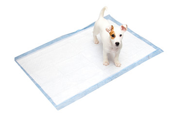 Jack Russell Terrier puppy sitting on diapers isolated on a white background