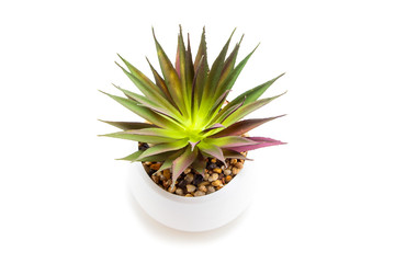 Indoor green plant on a white background
