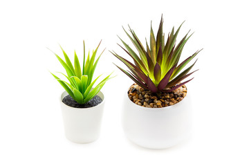 Indoor green plant on a white background