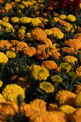 yellow flowers in garden