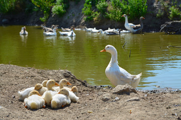 duck with ducklings by the shore of the reservoir