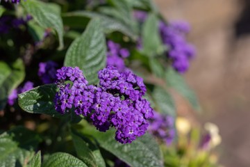 purple flowers in the garden