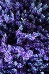 background of blue flowers