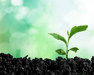 Plant.