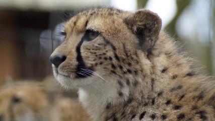 Cheetah