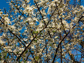 Branches of a plum tree blooming in white flowers on a sunny spring day against a blue cloudless sky.