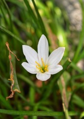 white flower in garden, lily