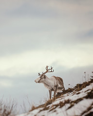 Reindeer  in Tromso Senja Island NORWAY