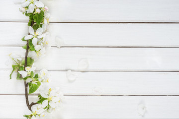 Spring background with white apple blossom