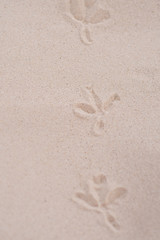 footprints of birds in the sand close up