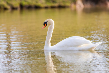 The mute swan is a species of swan and a member of the waterfowl family