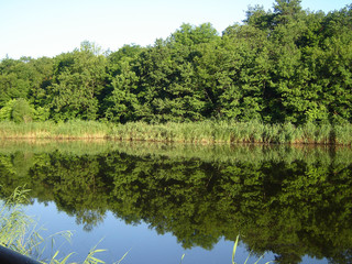 Symmetry of forest and water-8