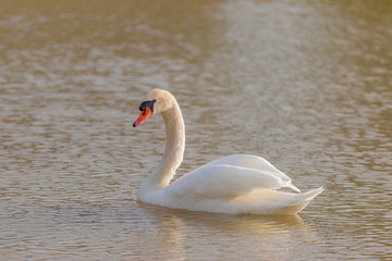 The mute swan is a species of swan and a member of the waterfowl family