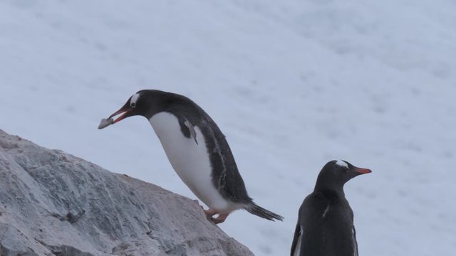 Gentoo penguin taking a stone to its partner on the nesting site, Antarctic Peninsula, Antarctica