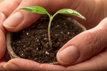 Female hand holding plant pot with tomato seedling - macro shot
