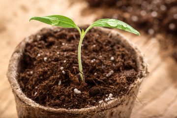 Tomato seedling with drops of water in plant pot - macro shot