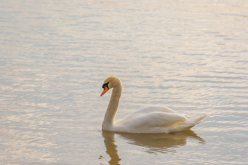 The mute swan is a species of swan and a member of the waterfowl family