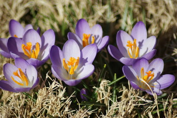 Crocus