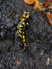 Salamander