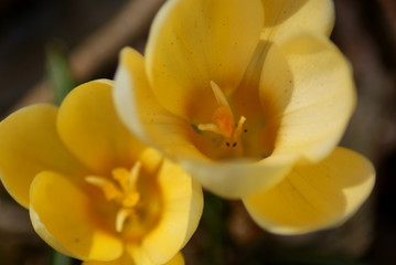 Crocus
