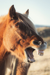 Iceland Horse natural wild © OndaTravel