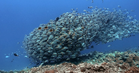 Naklejka na ściany i meble Beautiful shoal of fish in the Pacific Ocean. Underwater marine life with tropical maori snapper fish in the blue water. Diving in the Ocean