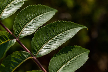 Fresh, spring vivid green leaves with red stem.