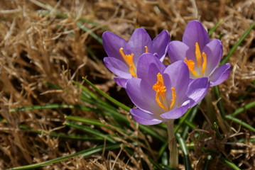 Crocus