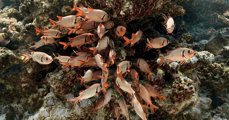 Brick soldierfish in the Pacific Ocean. Underwater life with shoal of fish. Tropical fish near coral reefs. Diving in the clear water.