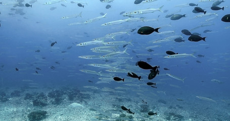 Bigeye Barracuda in the Pacific Ocean. Underwater life with shoal of fish. Tropical fish near coral reefs. Diving in the clear water.