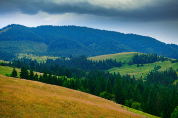 nature, summer landscape in carpathian mountains, wildflowers and meadow, spruces on hills, beautiful cloudy sky
