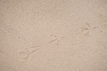Fototapeta na wymiar footprints of birds in the sand close up