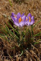 Crocus