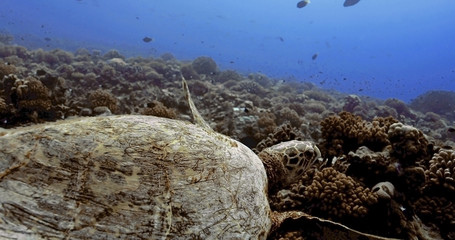 Turtle swims in the Pacific Ocean. Underwater marine life with beautiful turtle close-up in the sea. Tropical reptile near coral reef. Diving in the clear water - biodiversity, environment issue, cons