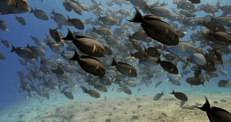 Shoal of surgeonfish in the Pacific Ocean. Underwater life with beautiful tropical fish in the ocean. Diving in the clear water.
