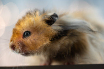 Funny hamster on a blurry bokeh with lights background