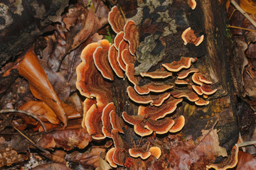 Baumpilz Eichenschichtpilz, Stereum gausapatum