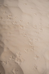 footprints of birds in the sand close up