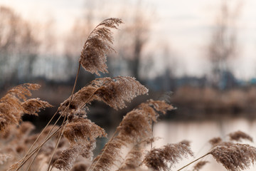 reed in the wind