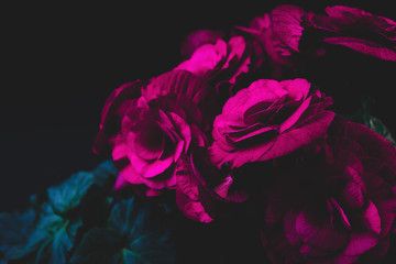 Floral dark moody background with red flowers