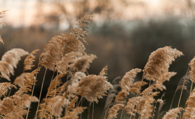 dry grass in winter