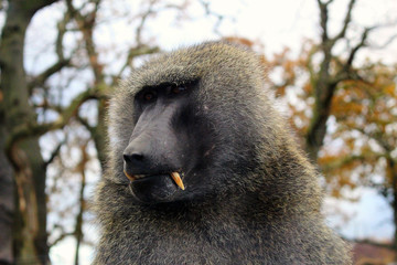 Baboon